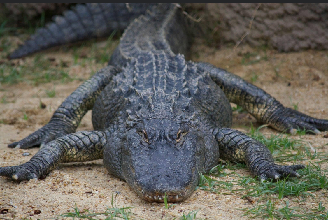 Alligator 